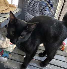 Photo of Smoky