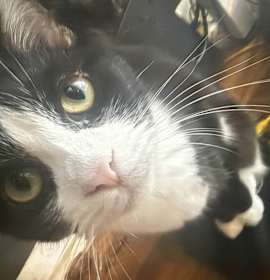 Photo of Jinx