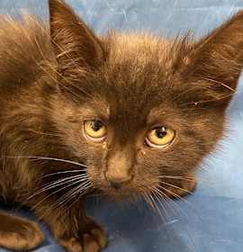 Photo of Buttercup