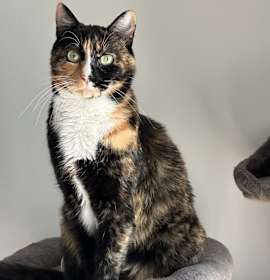 Photo of Java