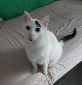 Photo of Bingus (bonded to Sunshine)