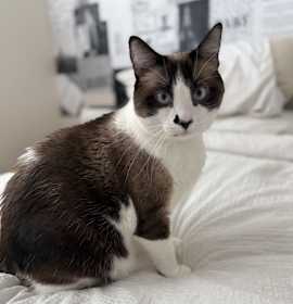 Photo of Cordie