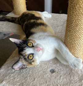 Photo of Calypso