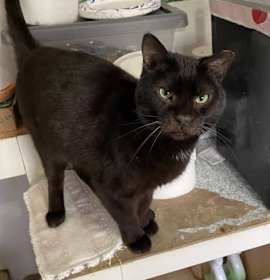 Photo of Mr. Pumpkin