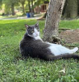 Photo of Valentino