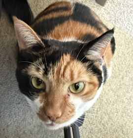 Photo of Mishti
