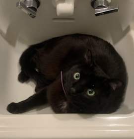 Photo of Squeak