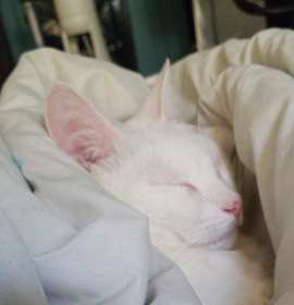 Photo of Angel Eyes