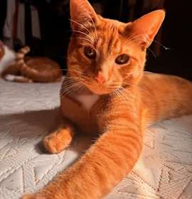Photo of Pio