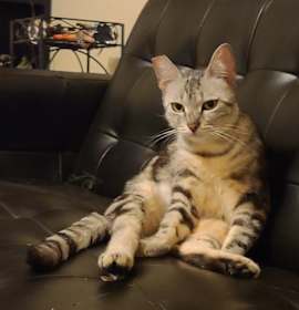 Photo of Malibue