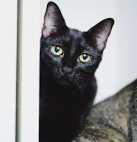 Photo of Agua Fresca