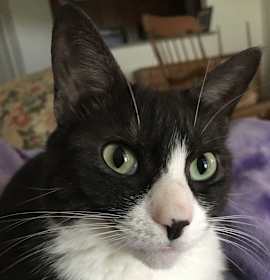 Photo of Josie