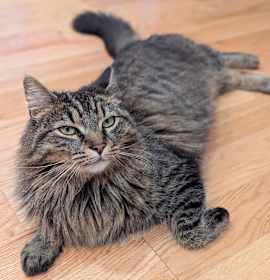 Photo of Pepper