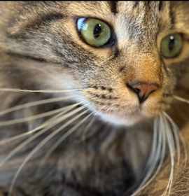 Photo of Cosmo