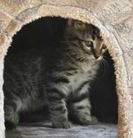 Photo of Koa