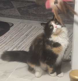 Photo of Bezel