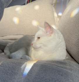 Photo of Cat