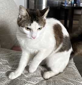 Photo of Muffin