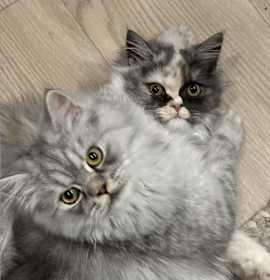 Photo of Romeo and Conchita (Bonded pair)