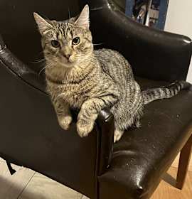 Photo of Zelda