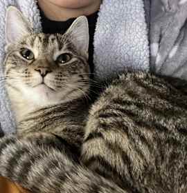 Photo of Meow