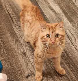Photo of Valentino