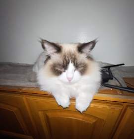 Photo of Sora