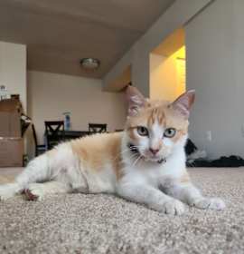 Photo of Scarlett