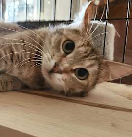 Photo of NELLIE