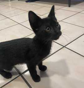 Photo of Amber