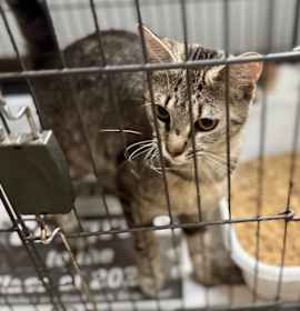 Photo of Butterscotch