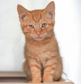 Photo of Paprika