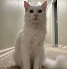 Photo of Haku