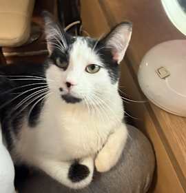 Photo of Oreo