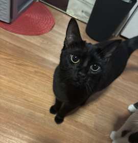Photo of Shadow