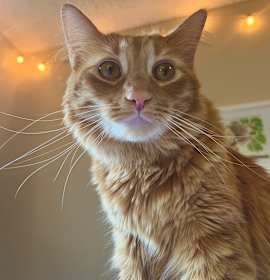Photo of Oliver