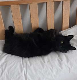 Photo of Tater