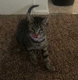 Photo of Luna