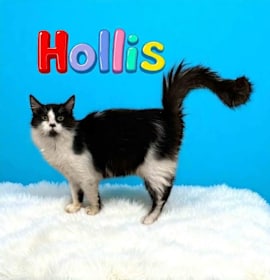 Photo of Hollis