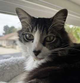 Photo of Bo