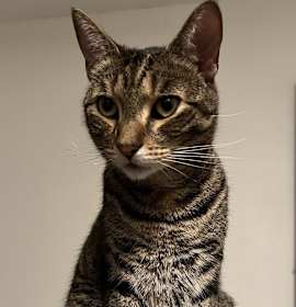 Photo of Mr Whisker Purr