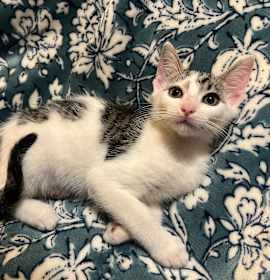 Photo of Oliver