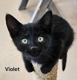 Photo of Violet