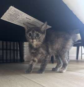 Photo of Nori