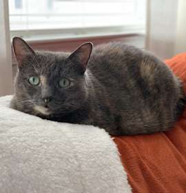 Photo of Phoebe