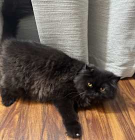 Photo of Aries