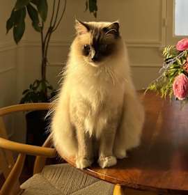 Photo of Poe