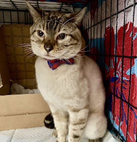 Photo of Sirius