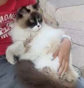 Photo of Cinnamon