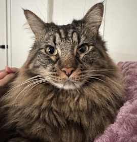 Photo of Babycat